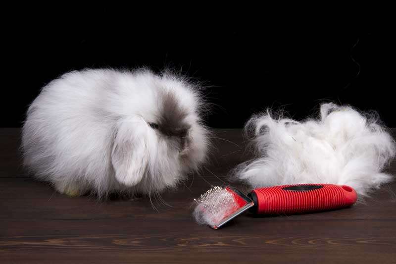 Combing Out Angora Wool