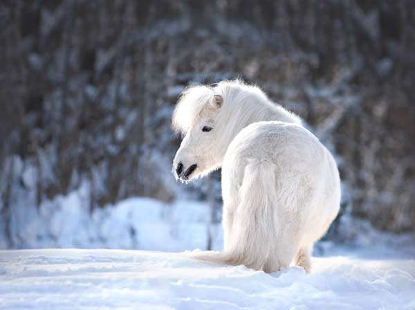 white-cute-shetland-pony