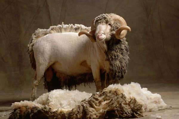 History of wool