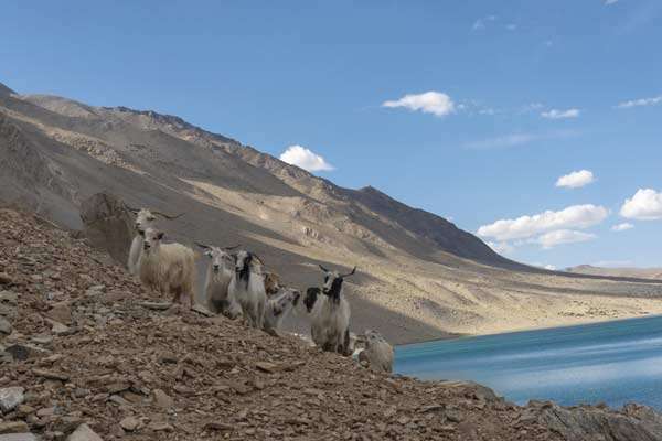 स्टोकर झील, लद्दाख, भारत में पश्मीना बकरियां