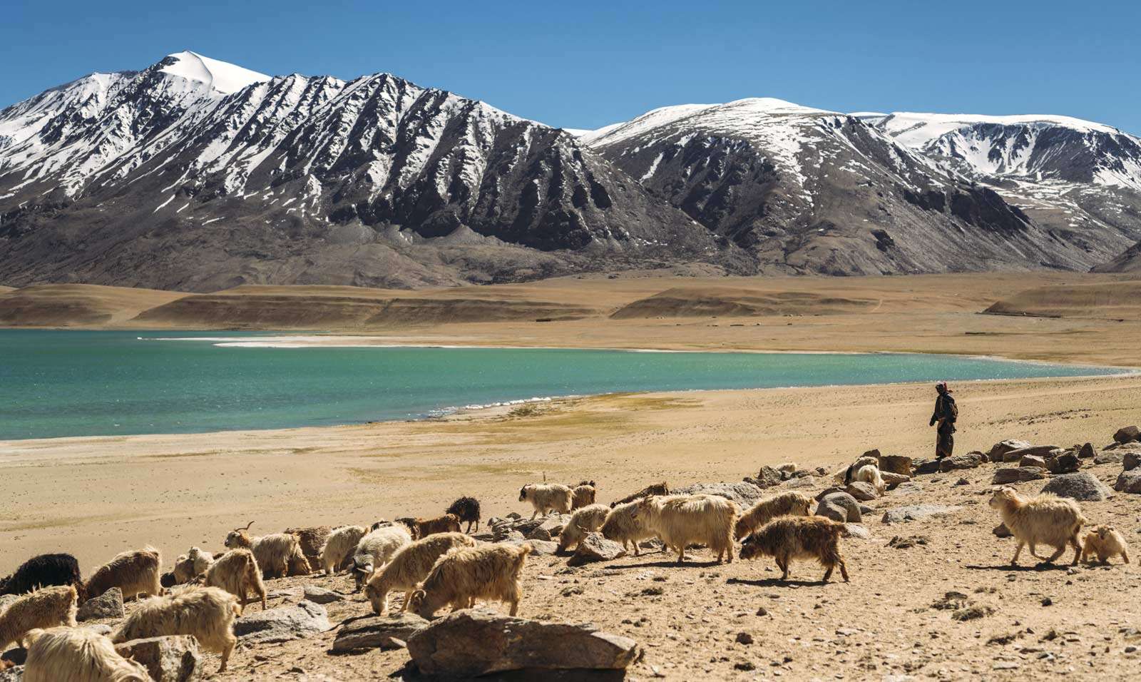 grazing flock of Pashmina goats in Ladakh India