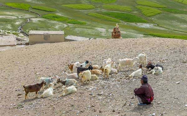 shepherd guards goats ona hill above the Tso Moriri lake