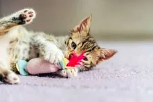 बिल्ली खिलौने से खेल रही है