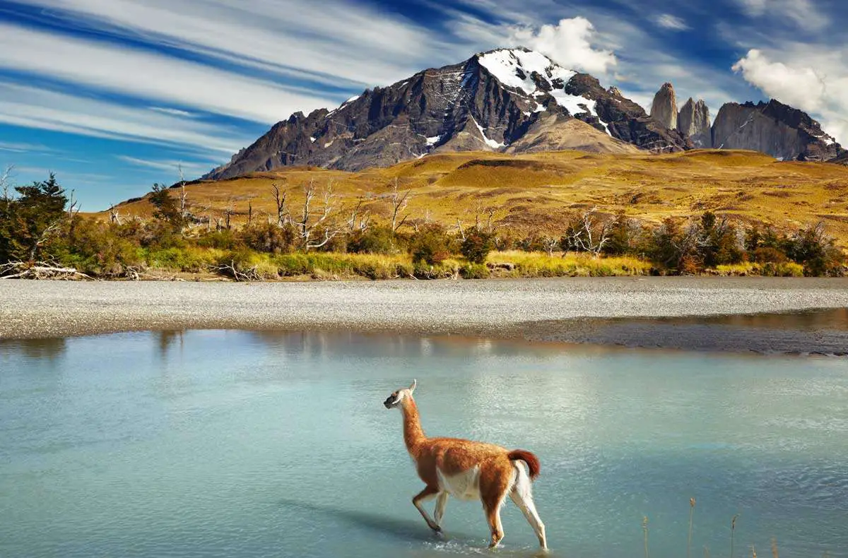 A Guanaco crossing the river in-Torres del Paine