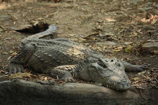 Alligator everglades National park