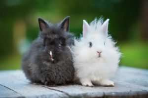 Conejos de angora en blanco y negro
