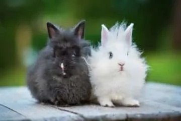 Angora Rabbits black and white