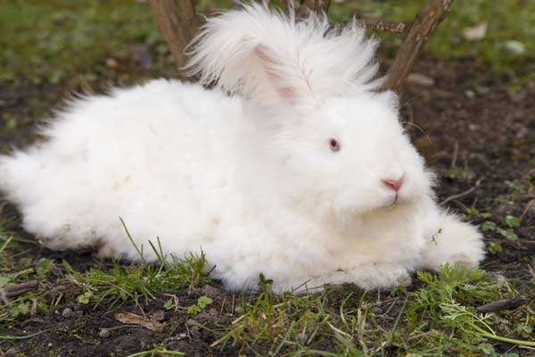 Fluffy angora rabbit costs