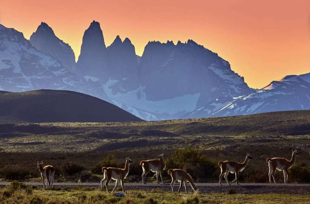 Guanacos-grazing-in-Torres-del-Paine-at-sunset