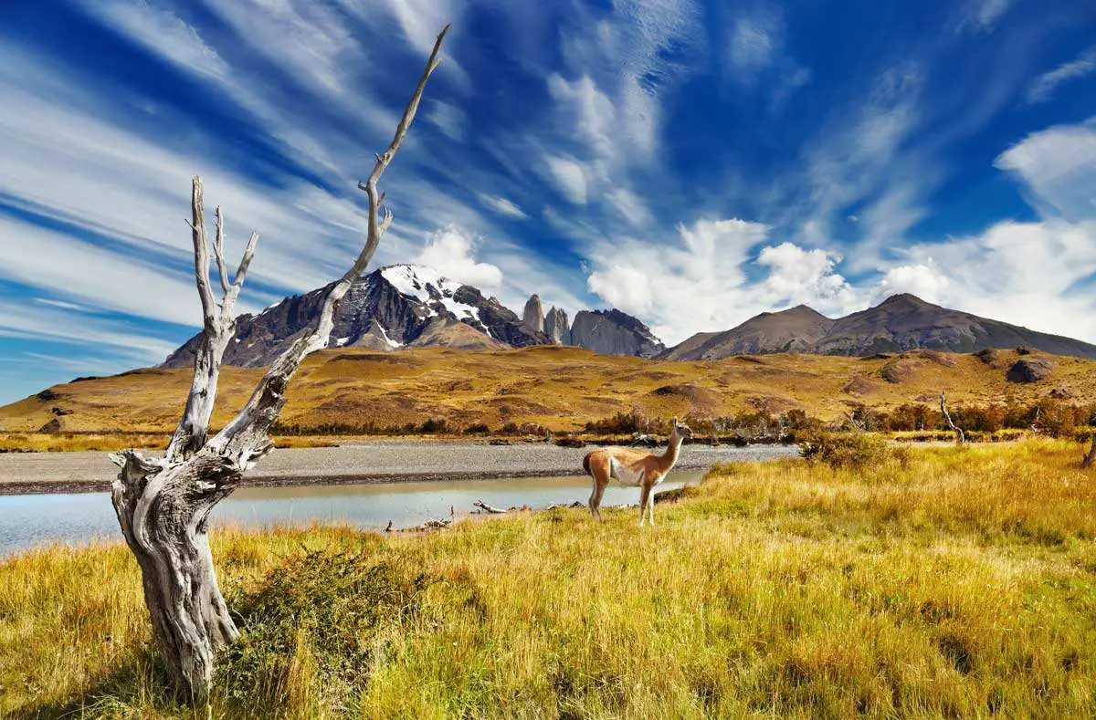 A Lama-guanicoe-in-Torres-del-Paine-Chile