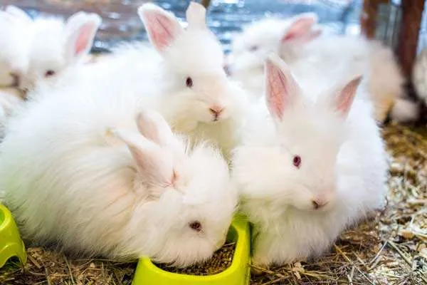 तीन अजीब शराबी सफेद अंगोरा खरगोश