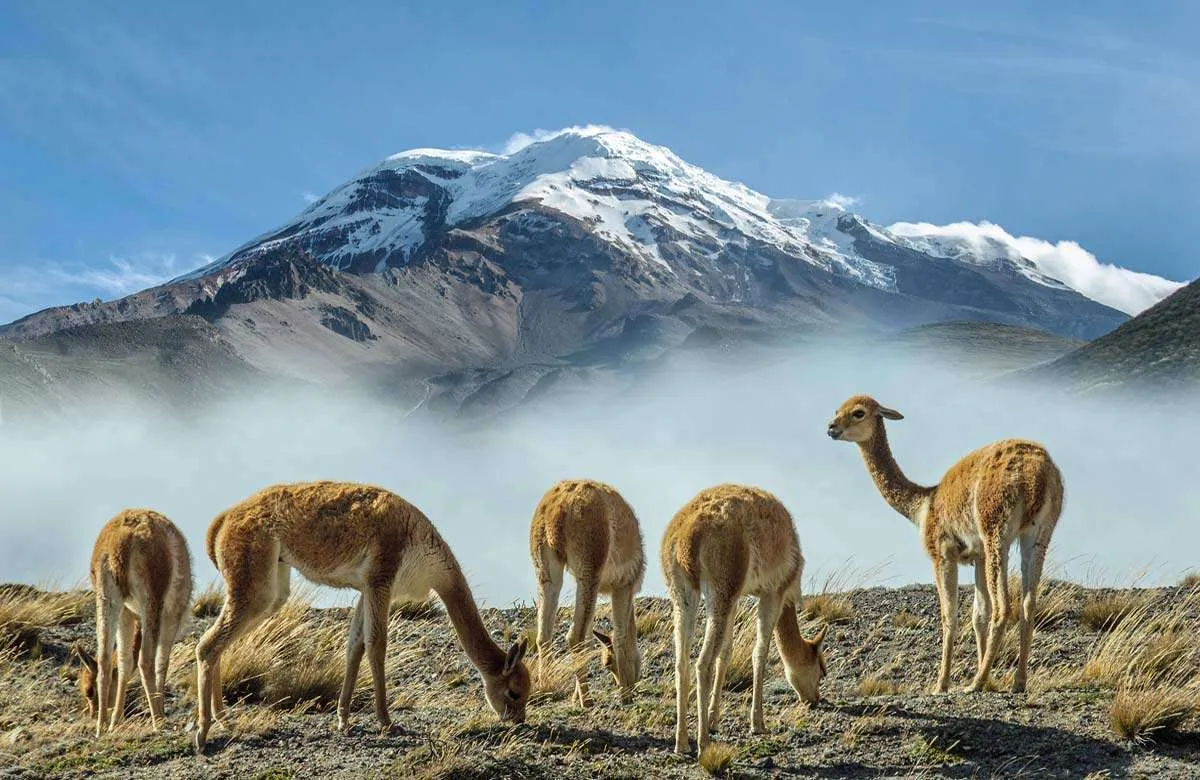 Vicuna herd at the Chimborazo Volcano