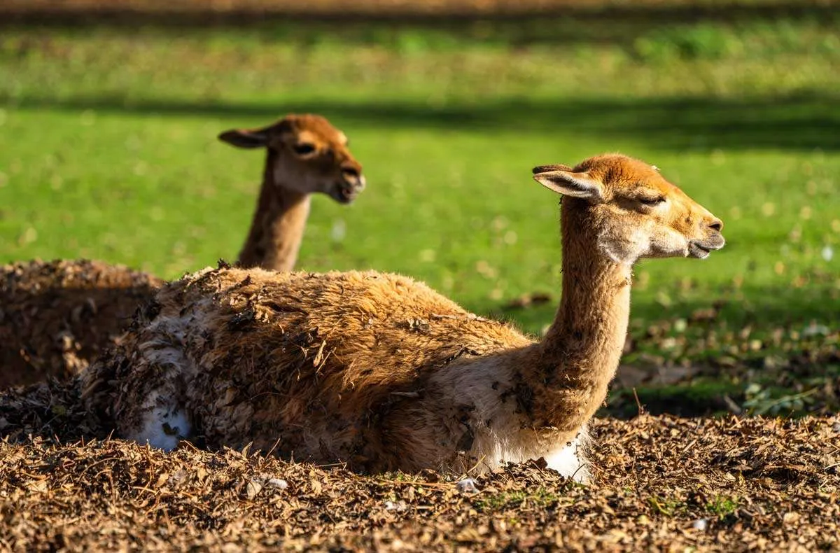 Vicunas - Relatives of the Alpaca
