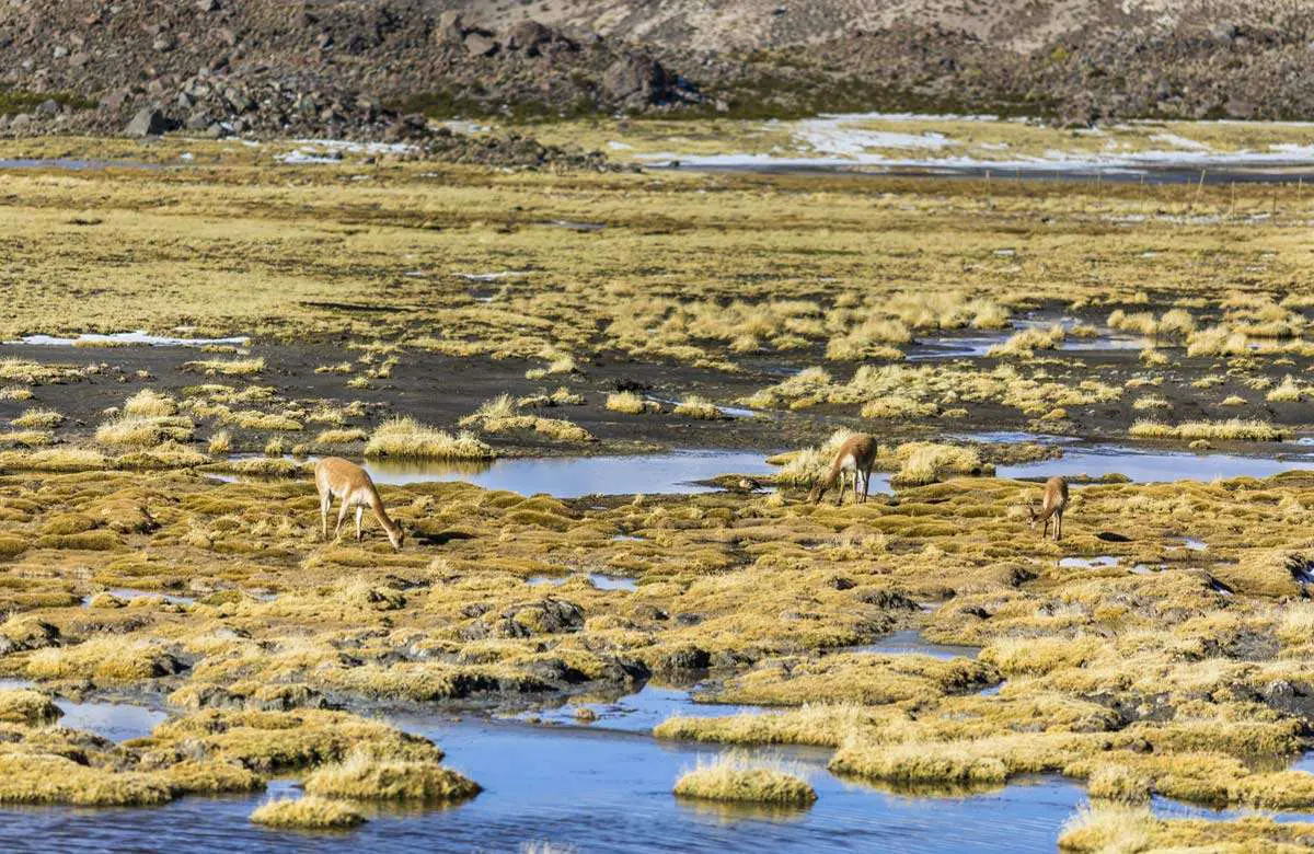 Vicunas mammals grazing pasture over Lauca National Park - Chile