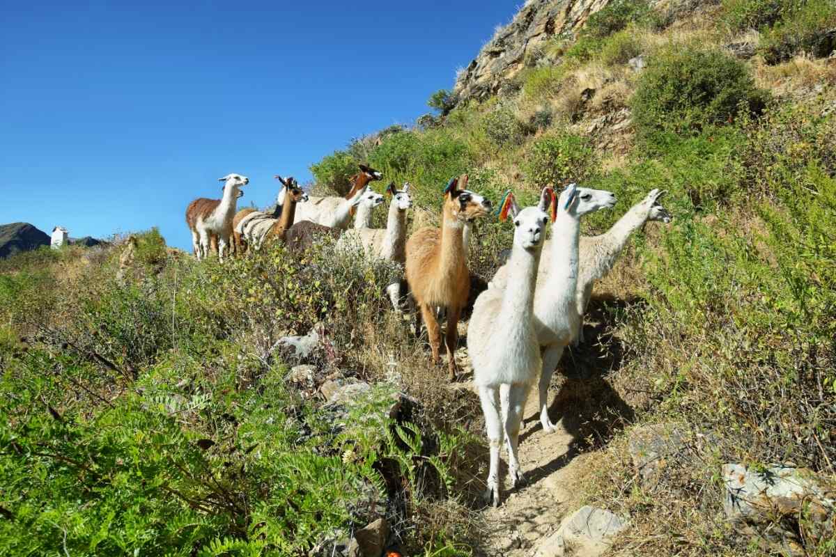 नॉर यौयोस कोच में हुआक्विस के पास लामाओं का समूह