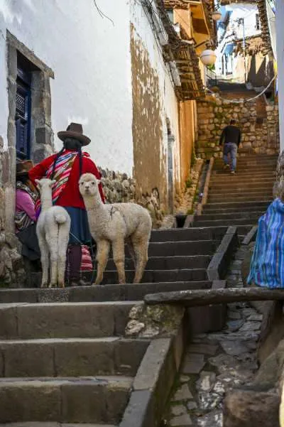 Alpacas en Cusco