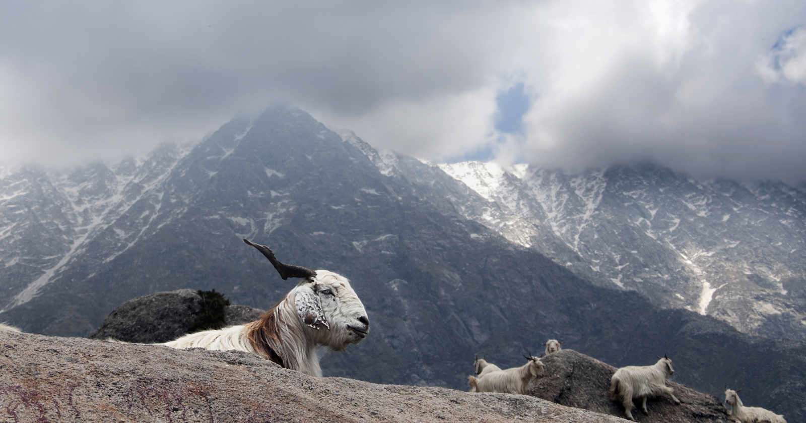 Capra Hircus Goats - Himalaya