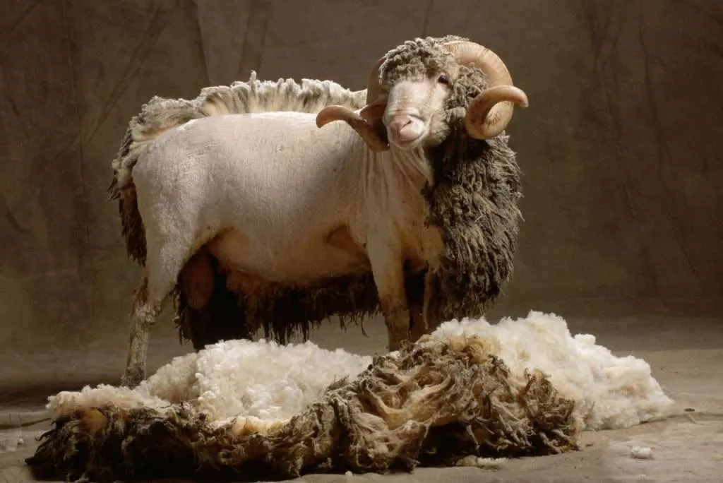 Real Wool Sheep sheared