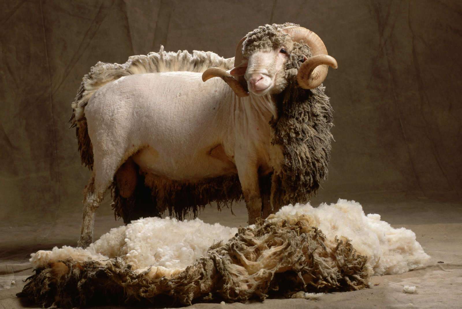 How can you tell that it is real wool - World's Finest Wool