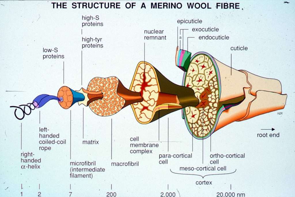 the Structure of Wool Fiber