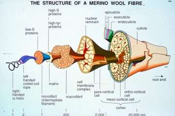 la estructura de la fibra de lana