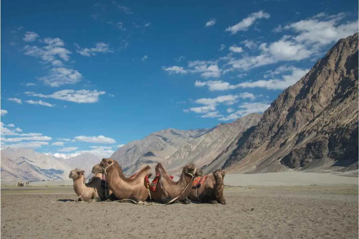 Bactrian Camel at Hunder