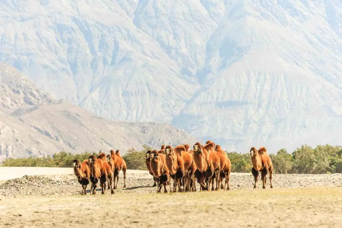 Camels - Nubra Valley