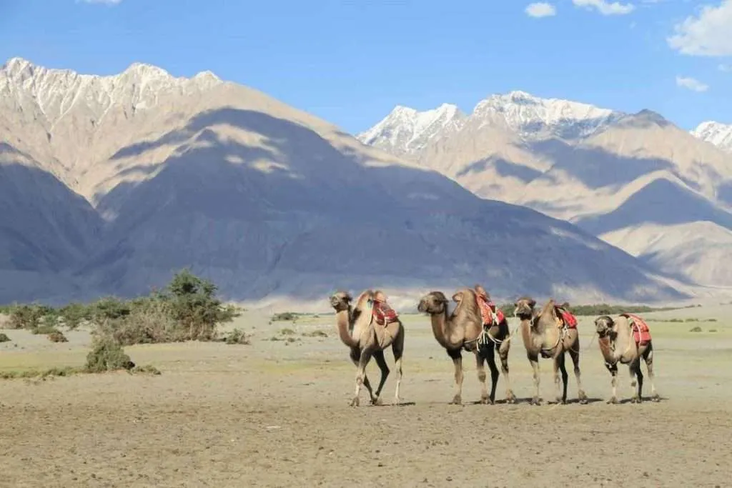 Camels in Sanddune landscape - Hunder