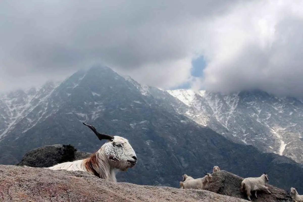 Cashmere Goats - Himalayas