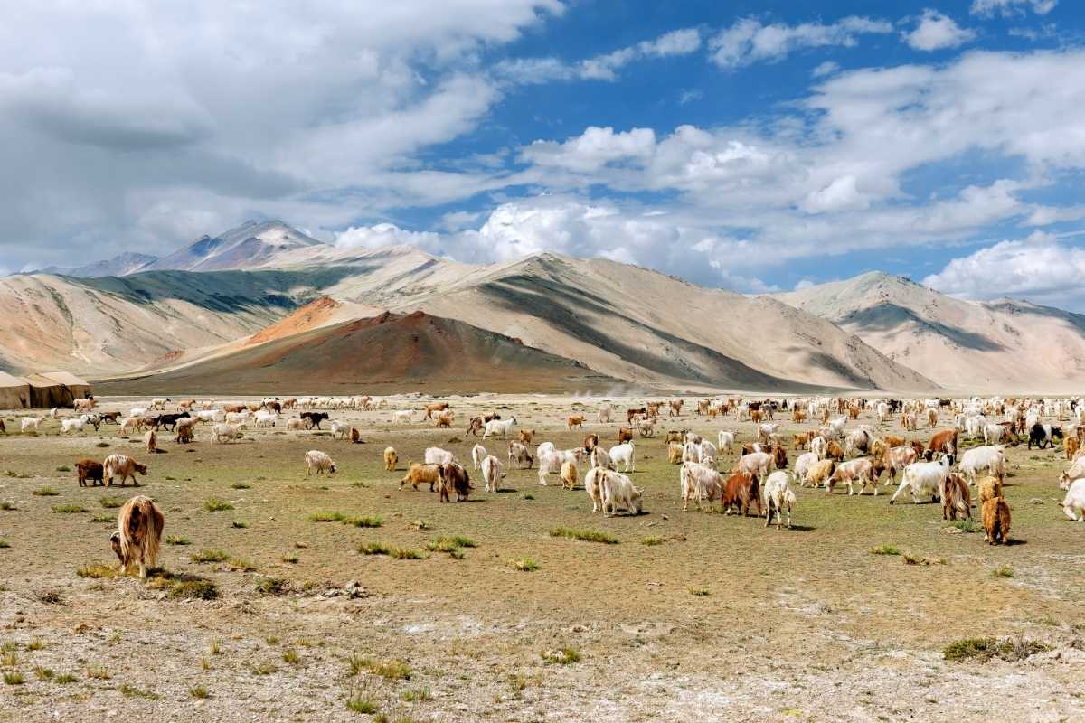 मोरा पठार पर कश्मीरी बकरियां - लद्दाख