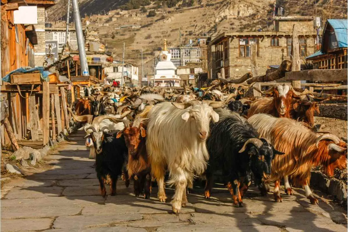 Cashmere goats - village in Nepal