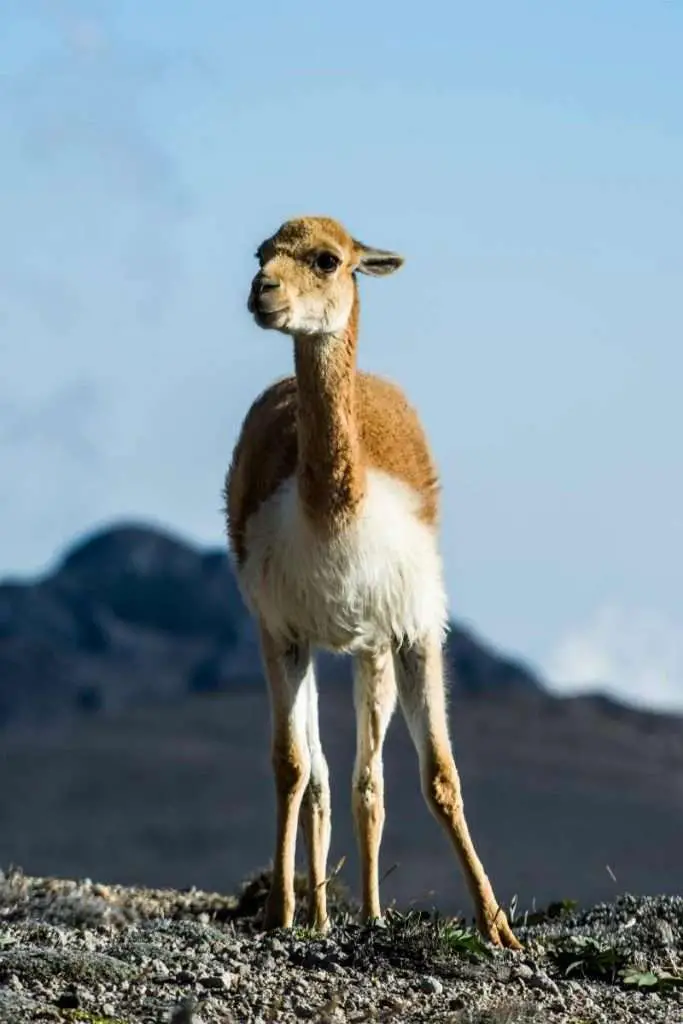 Close up of young Vicuna