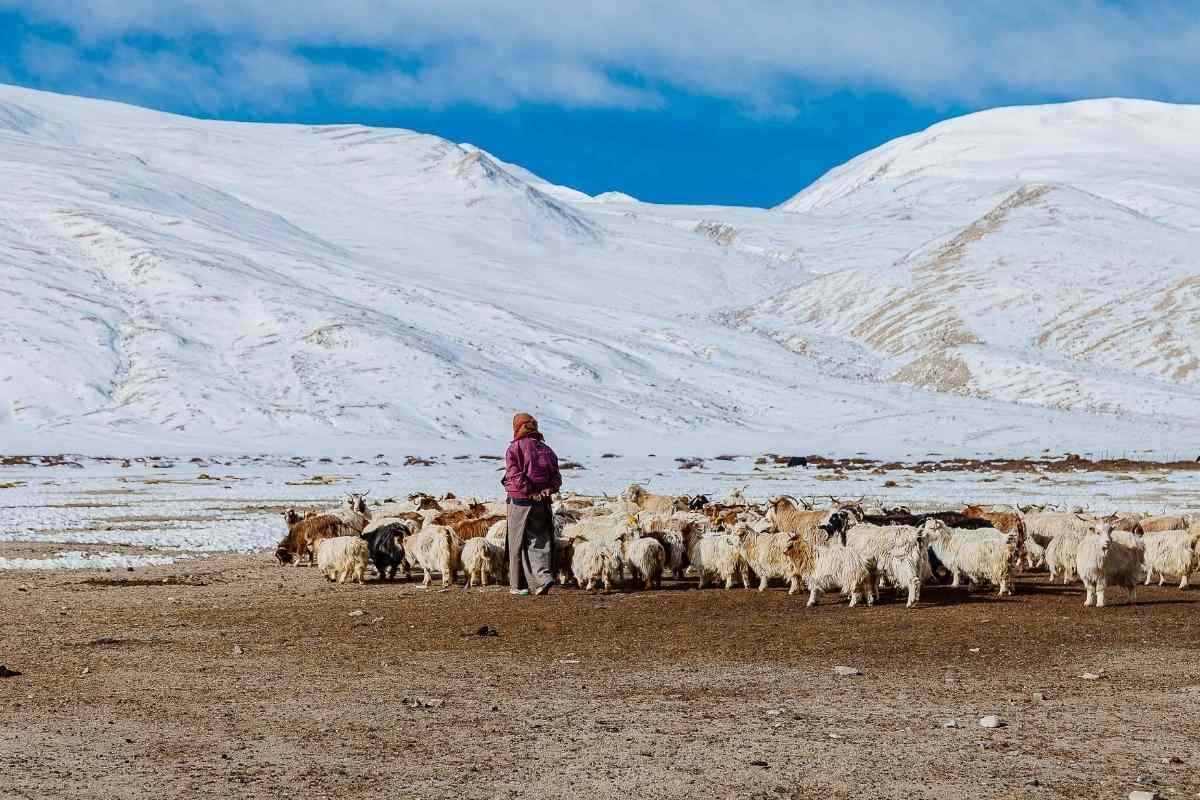 महिला चरवाहा - कश्मीरी बकरियों के साथ