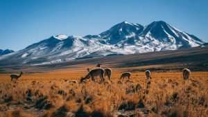 Grazing Vicuñas - Mountain Background