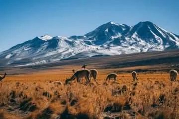 Grazing Vicuñas - Mountain Background