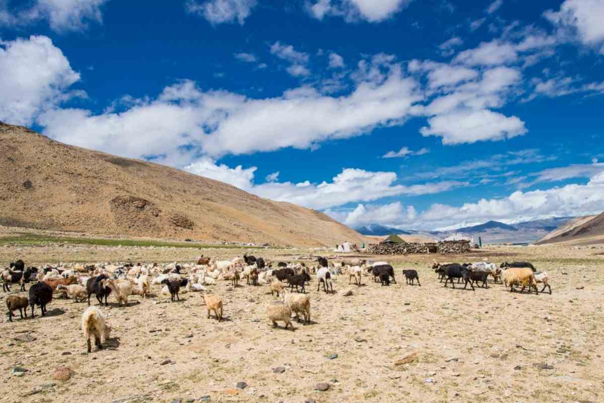 चांगथांगो में कश्मीरी (पश्मीना) बकरियों का झुंड