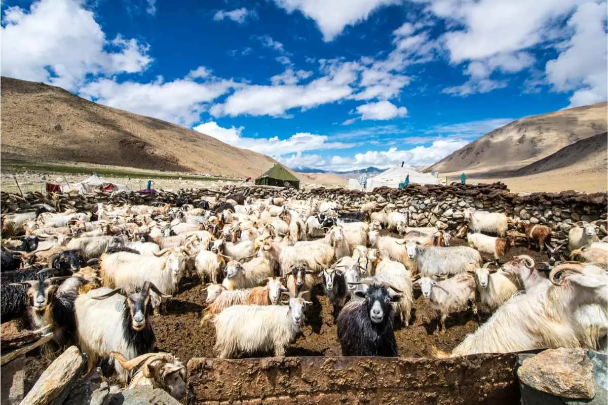 चांगथांगो में कश्मीरी बकरियों का झुंड
