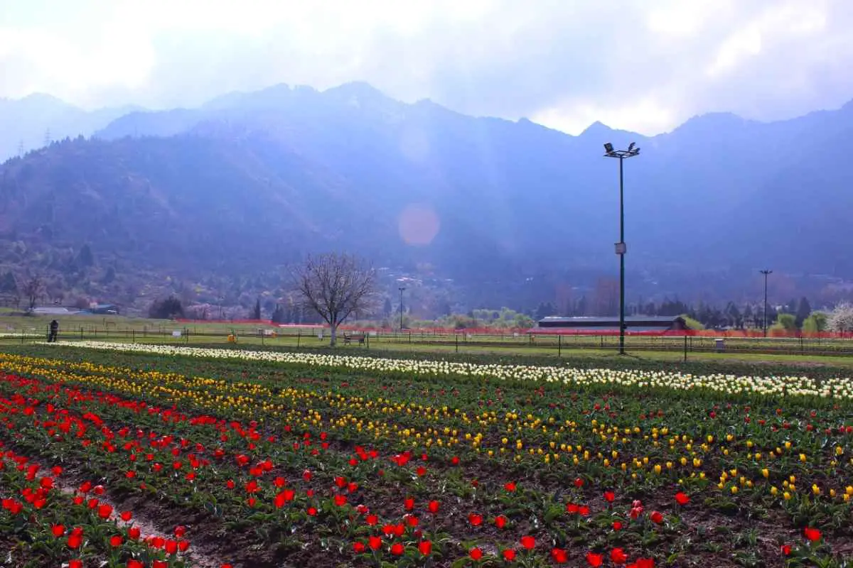 Indira Gandhi Memorial Tulip Garden, Srinagar