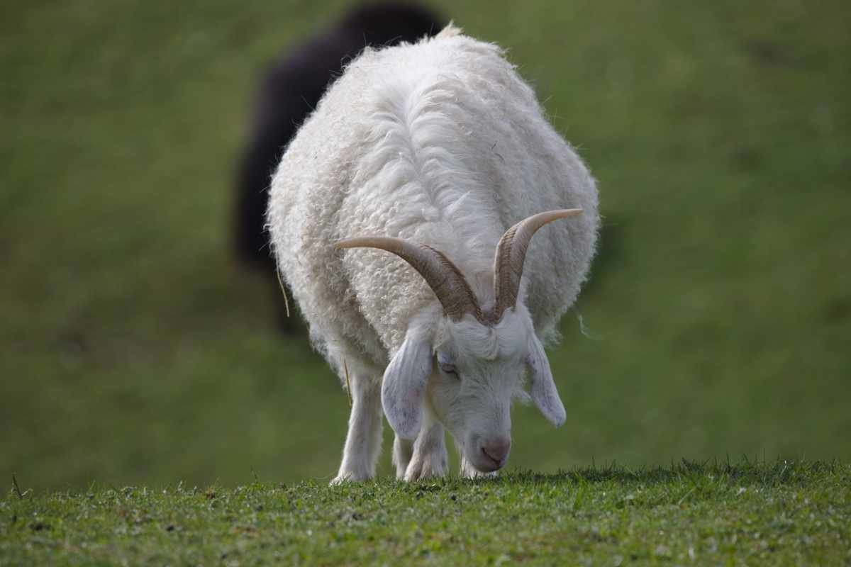 Mountain cashmere goat grazing