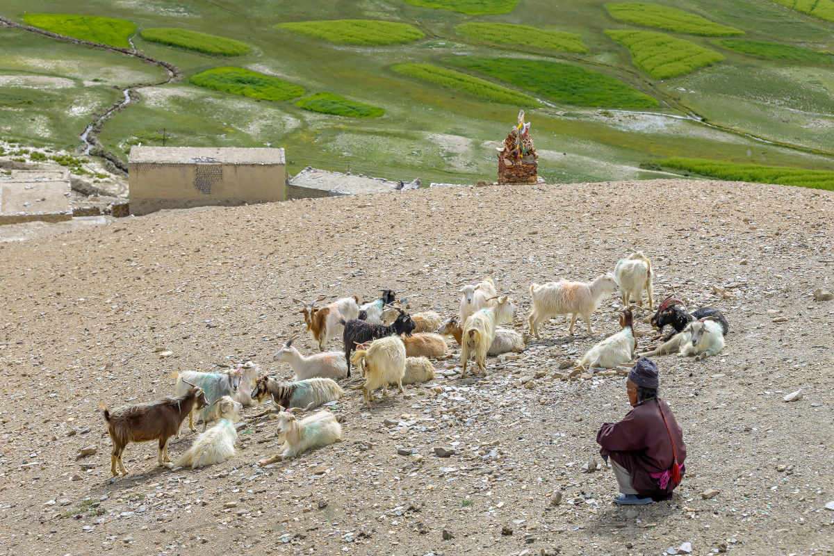बकरियों के साथ चरवाहा गांव करज़ोक - त्सो मोरिरिक
