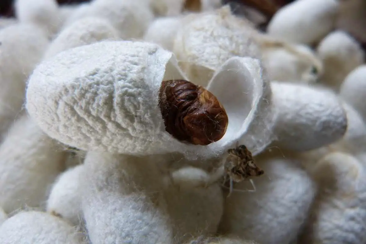 Silkworm cocoon