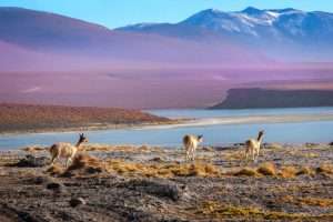 The Vicuna - Princess of the Andes