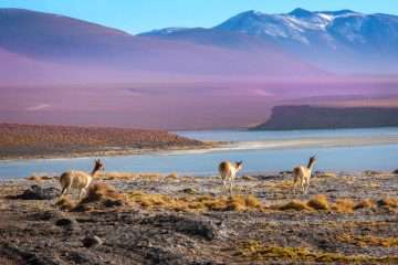 The Vicuna - Princess of the Andes