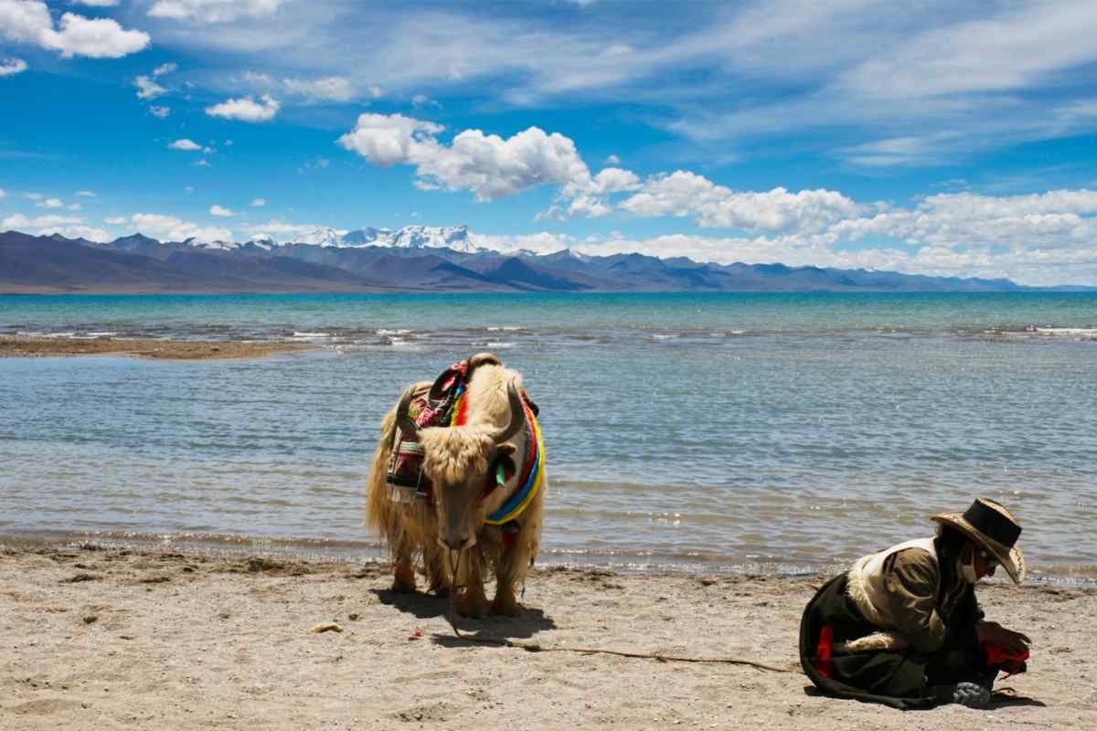 तिब्बती याक चरवाहा - पैंगोंग त्सो झील