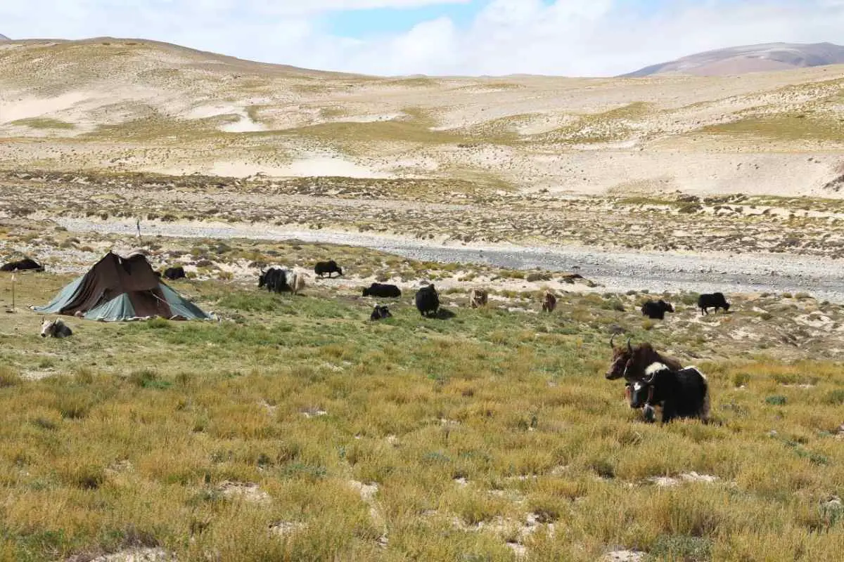 Tibetan nomadic tent with yaks