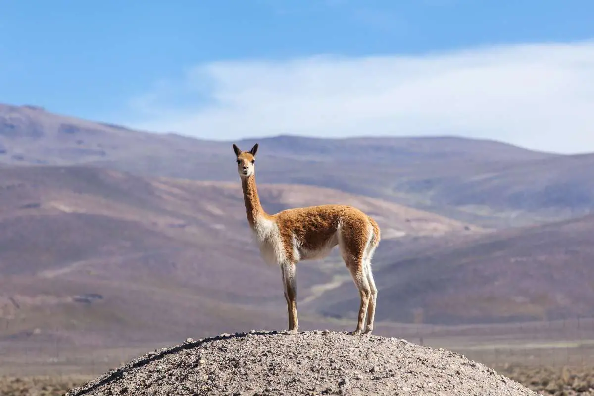 Vicuna - Princess of the Andes