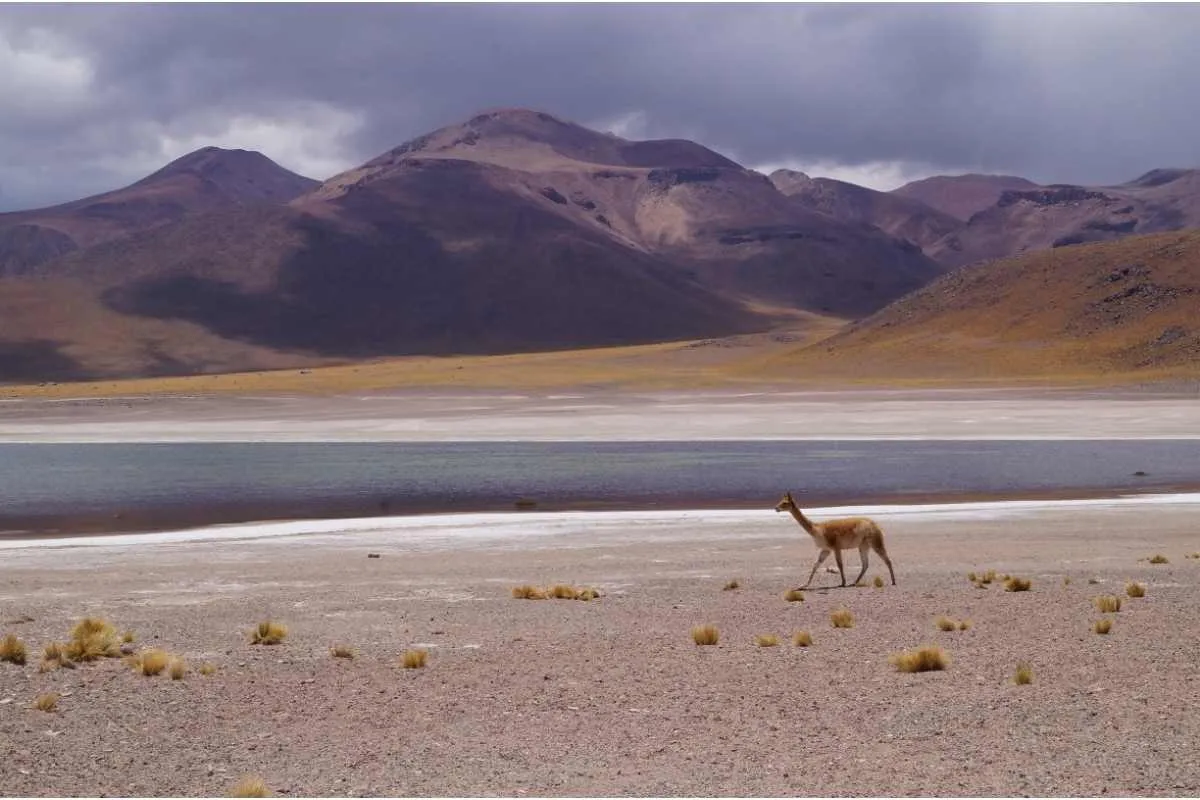 Altiplano . पर विकुना