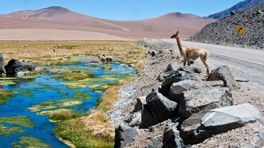 Vicuñas graze in the Atacama