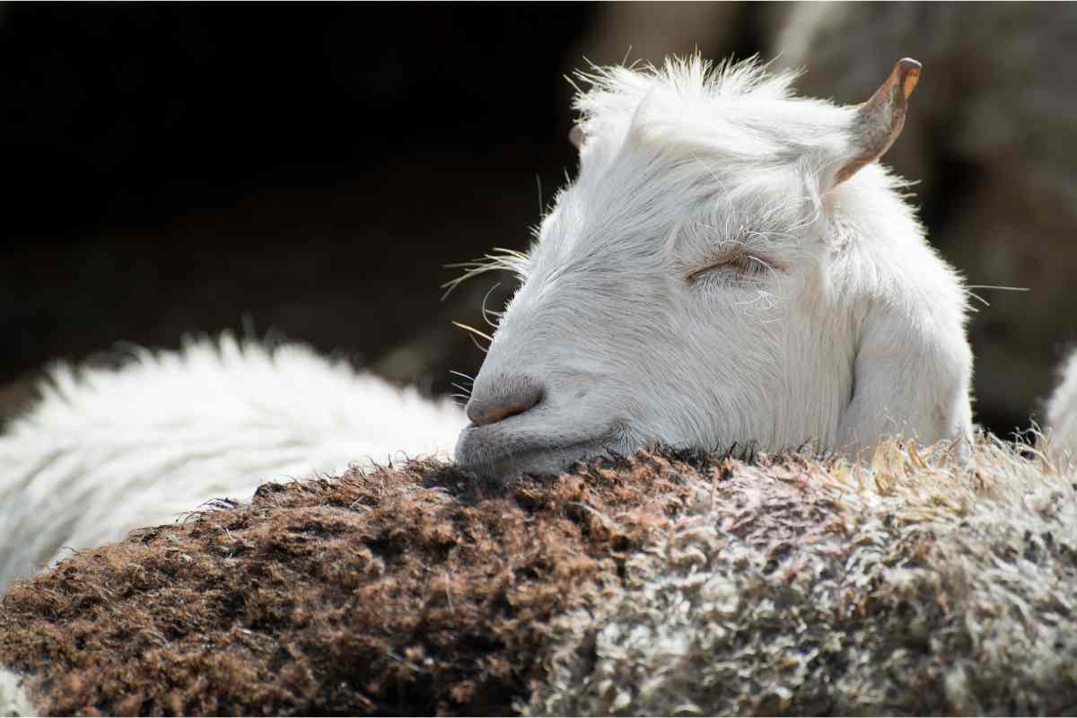White Kashmir (Pashmina) Goat