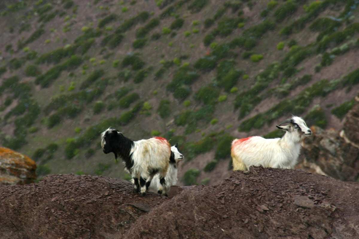 Young Cashmere Goats